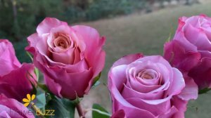 Rose Purple Moon