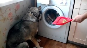 Собаке стыдно