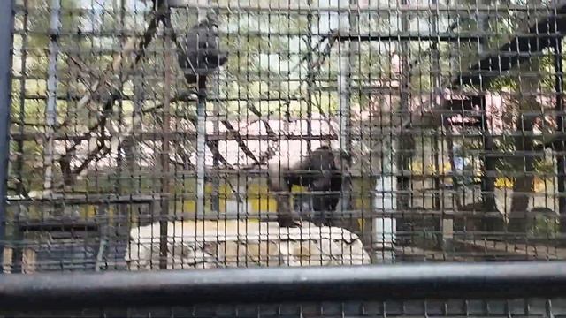 ВИКА В ЯЛТЕ 2023. ЯЛТИНСКИЙ ЗООПАРК смотреть онлайн