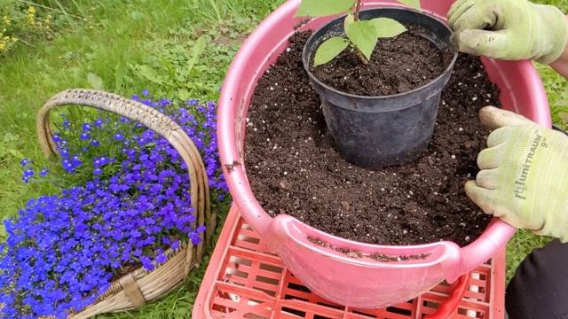 Гортензии, которые черенковала в августе 2022 получили новый грунт/ Обзор того,что цветет смотреть онлайн