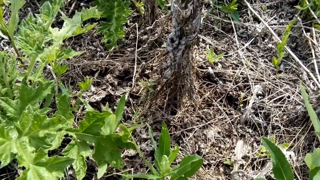 Нужно ли убирать стебли мордовника с поля смотреть онлайн