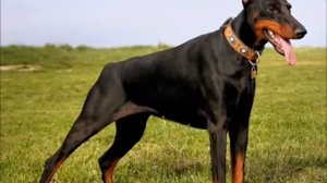 10 Самых сильных пород собак в мире