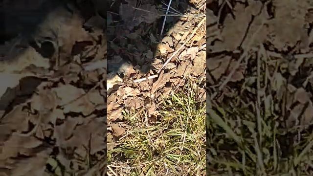 ёжик,спит:))) смотреть онлайн