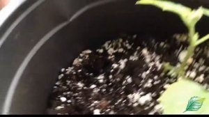 Огурцы зимой, в горшках, теплица.