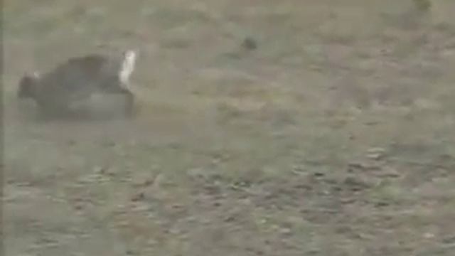 Rabbit vs Snake смотреть онлайн