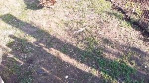 Драка соседей, утаки .