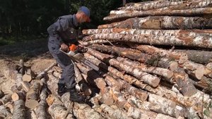 Берёзовые брёвна распиливаем на дрова