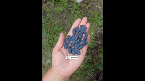 НИМФА сильнорослый сорт жимолости