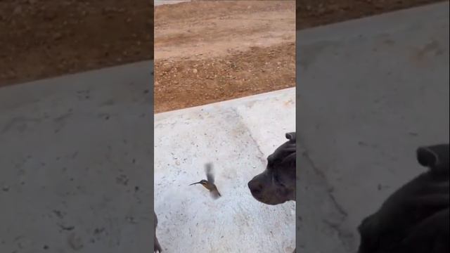 Вот пристала!