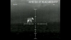 Тест теплоприцела Leader TWS 384-55 (60Hz) модель с 55-мм объективом.