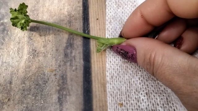 #93.Незапланированное укоренение зонартика!