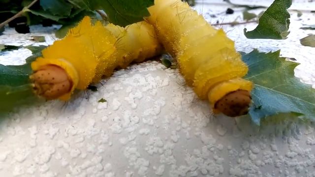 Гусеницы кушают, не мешайте смотреть онлайн