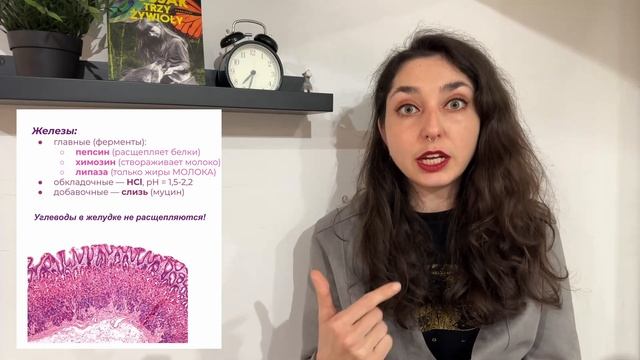 Анатомия -- Строение желудка
