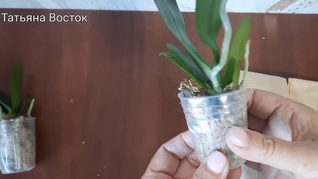 Распаковка посылки с орхидейками из Крыма! смотреть онлайн