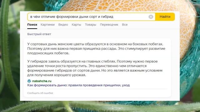 Формирование дыни в теплице Разрушаю интернет мифы