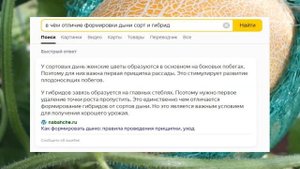 Формирование дыни в теплице Разрушаю интернет мифы