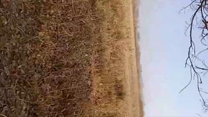 Грибы растут на пеньках и деревьях.