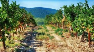 Продажа виноградников, винзаводов в Краснодарском крае