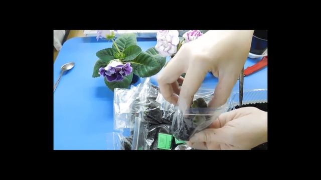ГЛОКСИНИЯ РАЗМНОЖЕНИЕ ДЕЛЕНИЕМ КЛУБНЯ ! 3 СПОСОБА !