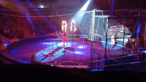 номер с тиграми