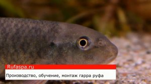 Гарра руфа разведение