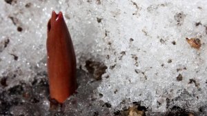 Этапы выращивания тюльпанов