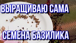 Сама выращиваю семена базилика. Делюсь опытом.