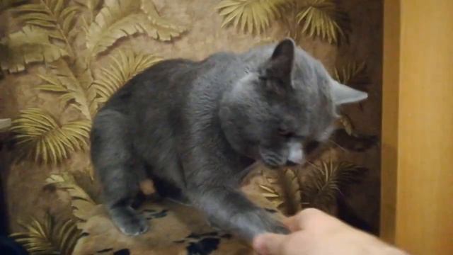 Томик звезда смотреть онлайн