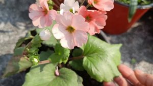 How to Grow and care Primrose/Primula obconica|Beautiful winter flower|Get more flowers in primrose