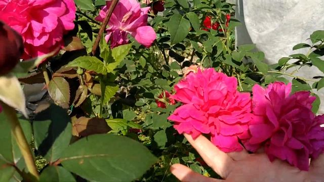 Осенние саженцы 21 г. в июле 22. Майнтауэр, Оранжери, Аут оф Розенхайм, Помпонелла, Лавандер Айс др