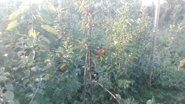 САЖЕНЦЫ КНИП-БАУМ /// ГАЛА ШНИГА, ЭЛЬСТАР, ДЖОНАГОЛД смотреть онлайн