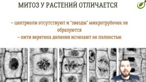 Л.28 | ДЕЛЕНИЕ КЛЕТКИ | МИТОЗ | ОБЩАЯ БИОЛОГИЯ ЕГЭ