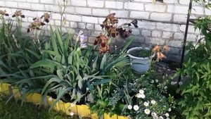 Ирисы, как вырастить и на каком участке лучше посадить
