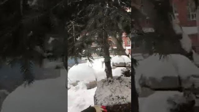 Посадка деревьев зимой
