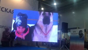 Презентация Породы ВЕО