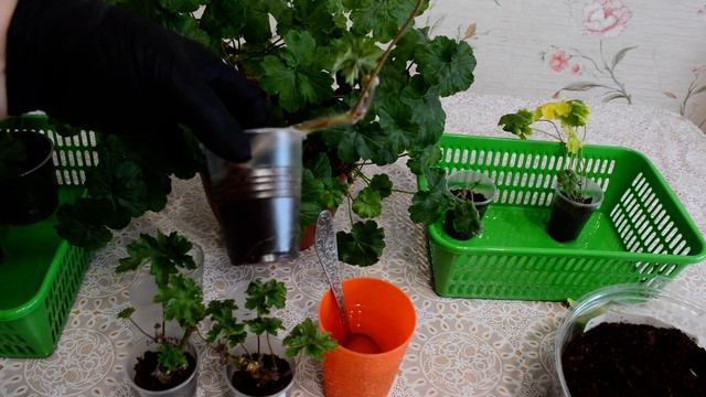 Укоренение зонартиков