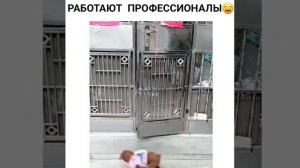 Работают профессионалы