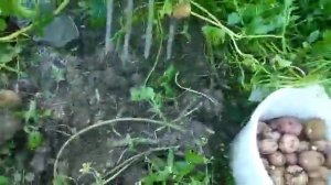 Картофель киви пробуем копать. Молодая картошка.