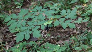 Воронец колосистый (Actaea spicata) | ЭНЦИКЛОПЕДИЯ РАСТЕНИЙ