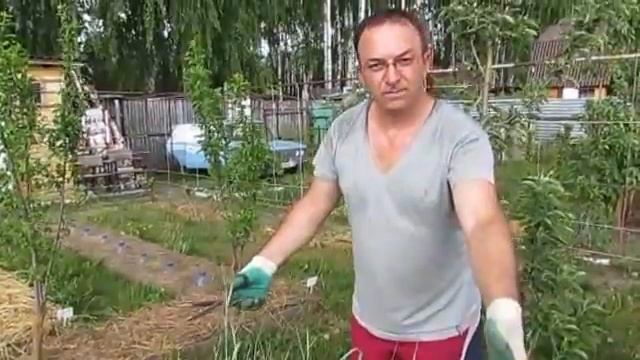 Сидерат на даче - за и против (2)? смотреть онлайн