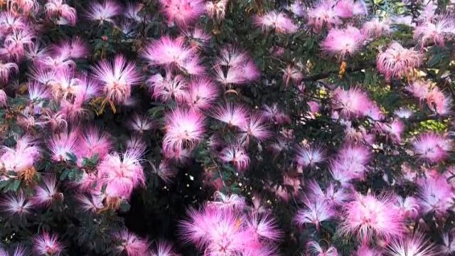 Calliandra or Powder puff смотреть онлайн