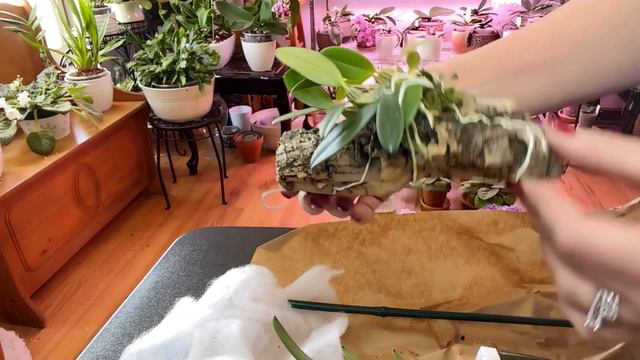 Orchid Unboxing 2022 Brookside Orchid Unboxing May 2022 смотреть онлайн