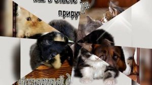 Всемирный день Животных !