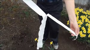 гвоздика турецкая посадка на ленте.