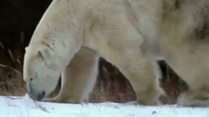 ПОЧЕМУ БЕЛЫЕ МЕДВЕДИ НЕ ВПАДАЮТ В СПЯЧКУ? / 30 ФАКТОВ ПРО ПОЛЯРНЫХ МЕДВЕДЕЙ  // Я Короче Собрал