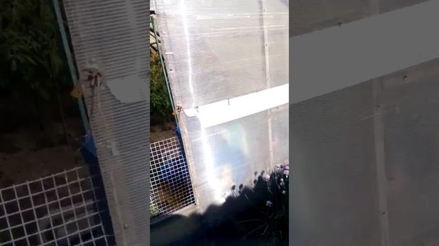 Видедо Усурийская 20