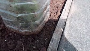 Цинния от А до Я.