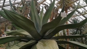 Прогулка по Ботаническому саду. Видео второе - Оранжерея.