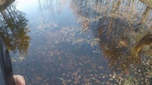 ротан на дроп шот осенью