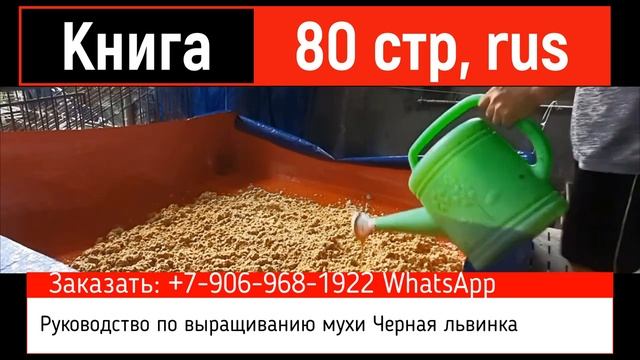 Черная львинка для бизнеса, или зачем разводить муху Черный солдат. Технология выращивания личинок смотреть онлайн